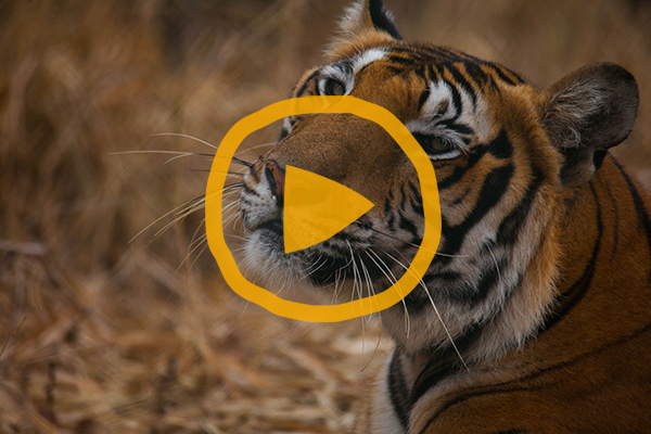 A photo of a tiger with a play button overlaid onto the image