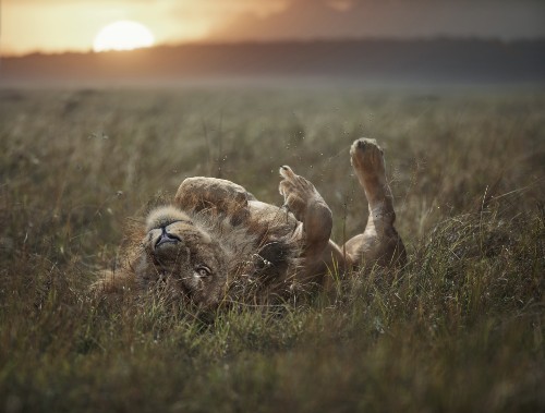 A male lion rolling in the long grass, legs in the air! In the background there is a beautiful golden sunset.