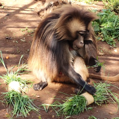 A gelada monkey crouches on the ground, playing with parcels of grass for enrichment.