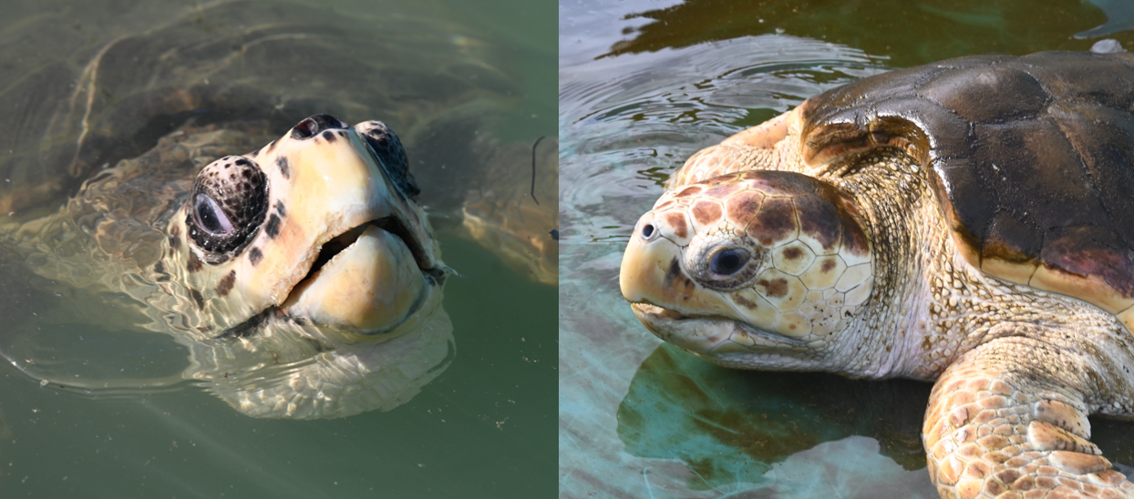 Two loggerhead turtles