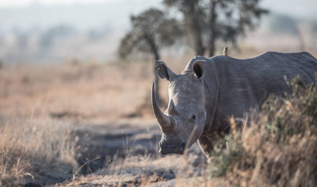 A rhino with large horn is emerging from behind a bush