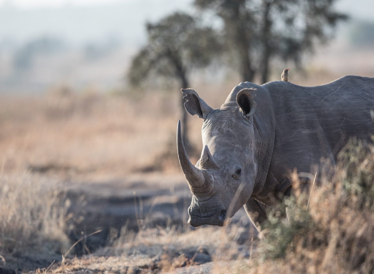 A rhino with large horn is emerging from behind a bush