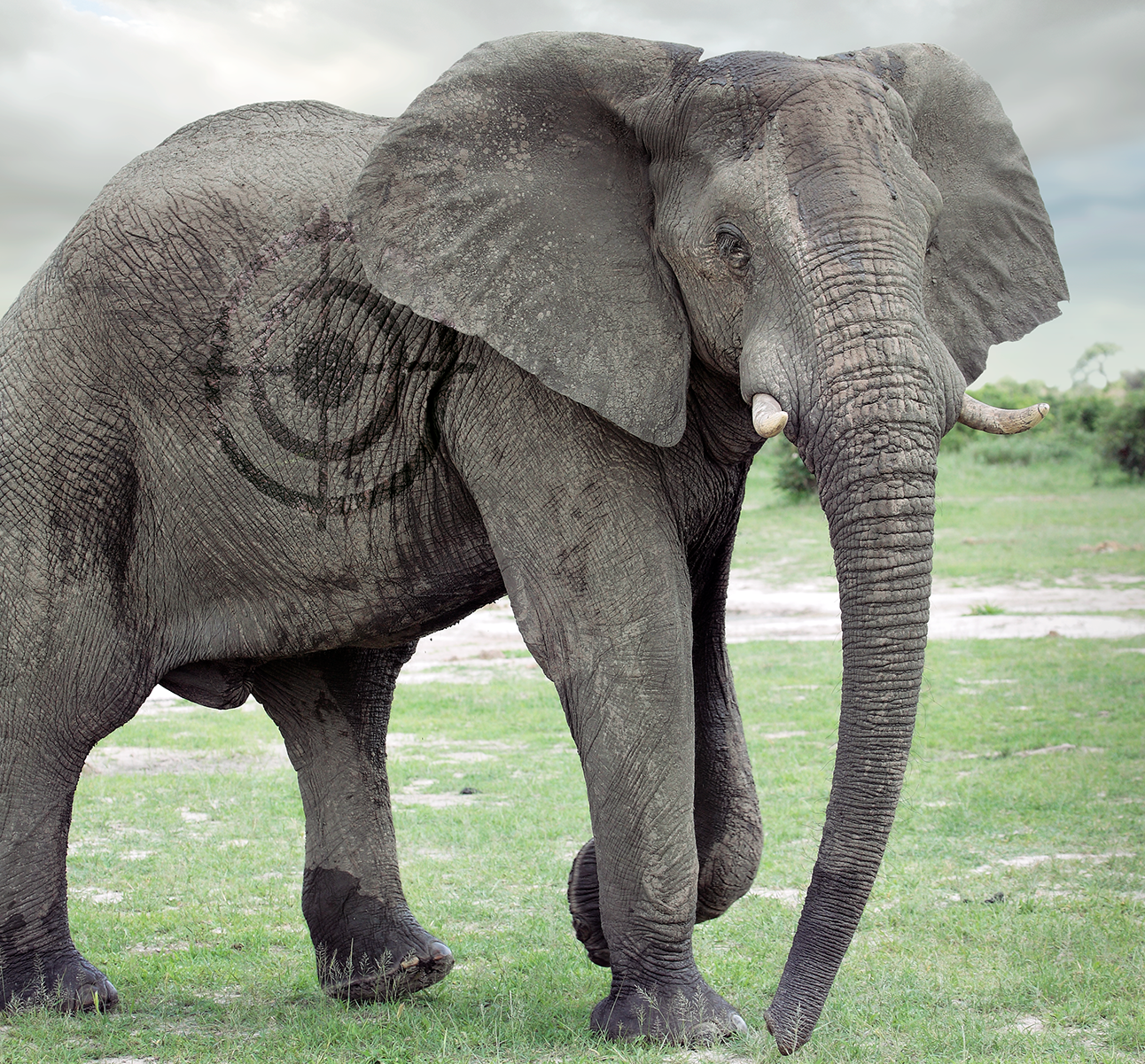 An African elephant with a target on it's side added in post-production