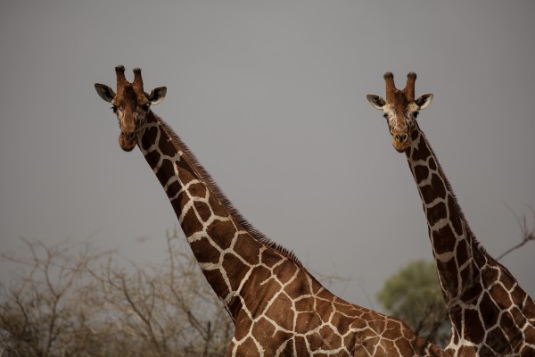 A photo of two giraffes standing in a leafy area, looking directly into the camera lens