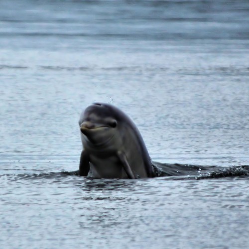 A photo of a dolphin emerging from the sea