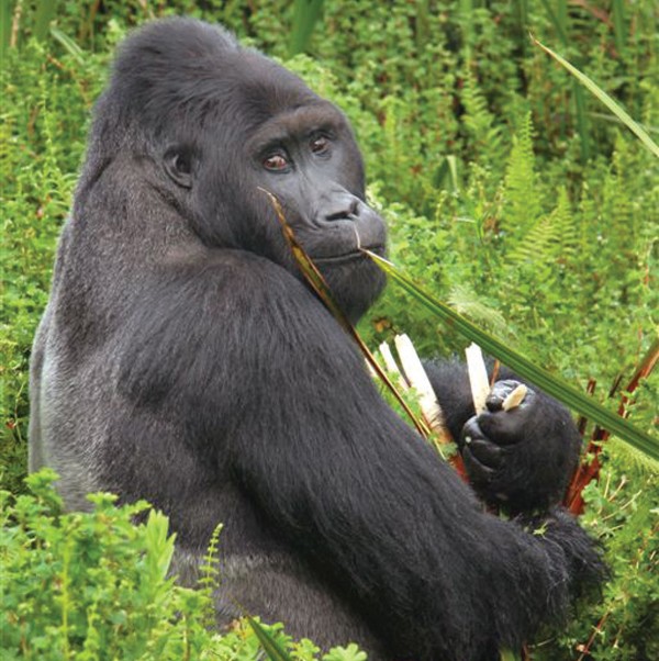 A large male silverback gorilla sitting in dense green shrubs and trees. He is turned slightly to one side, and looking back over his shoulder into the camera. He is holding a small branch and has a leaf in his mouth.