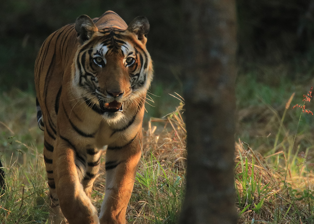 Photo of Gopal the Tiger walking towards the camera