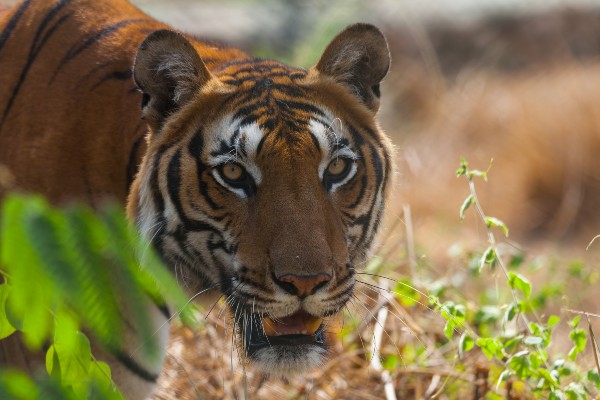 A close-up image of a beautiful tiger
