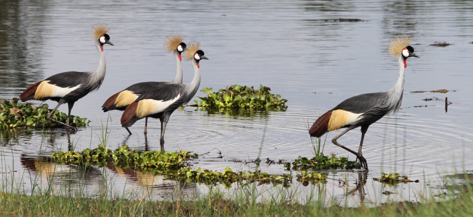 A photo of several grey crowned cranes standing in a shallow river