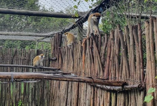 Three grivet monkeys sitting on a wooden fence in their enclosure at the rescue centre. There is lots of green leaves, trees and natural fencing to keep them safe.