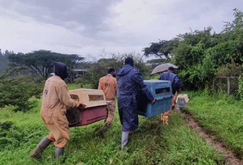 Four members of the Born Free team carry three travelling crates containing rescued grivet monkeys, across parkland, to the rescue centre.