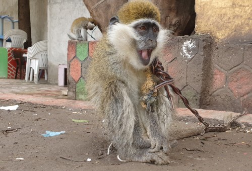 A grivet monkey sitting on a concrete floor with its mouth open. There is a chain around its neck and it looks distressed.