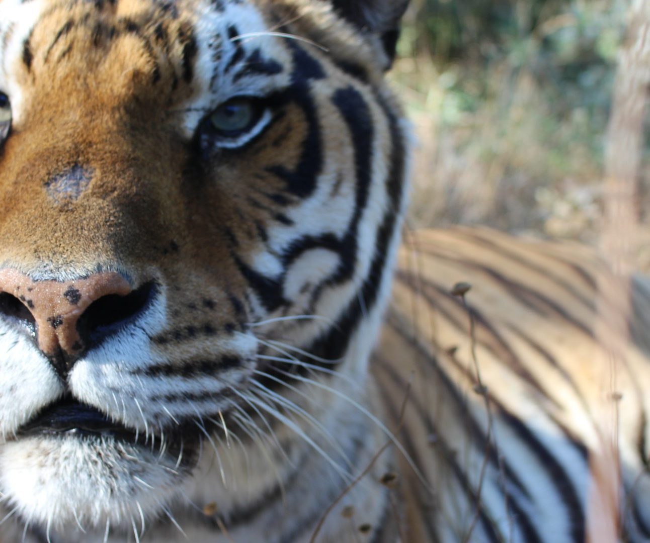 A close-up portrait of a tiger