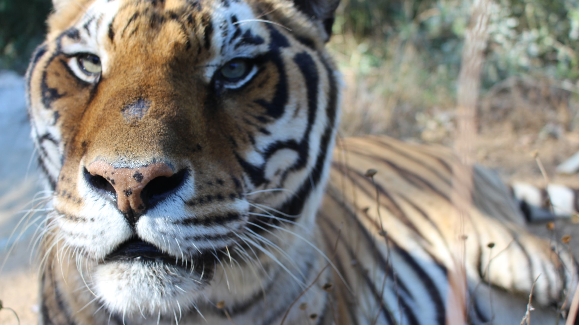 A close-up portrait of a tiger