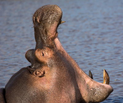 Hippo - photo (C)Tom Stables