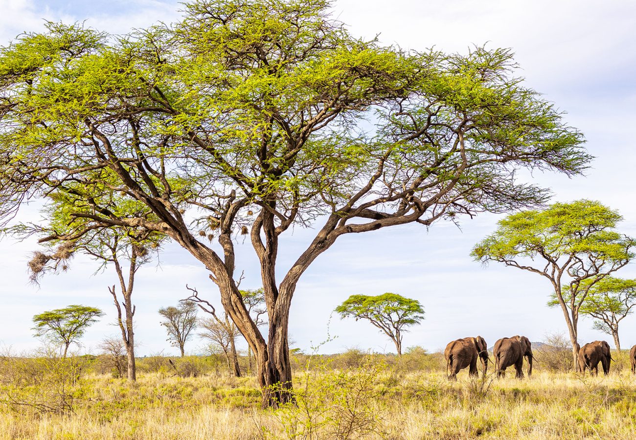 Landscape image of a giant tree in Meru National Park, with elephants stood underneath