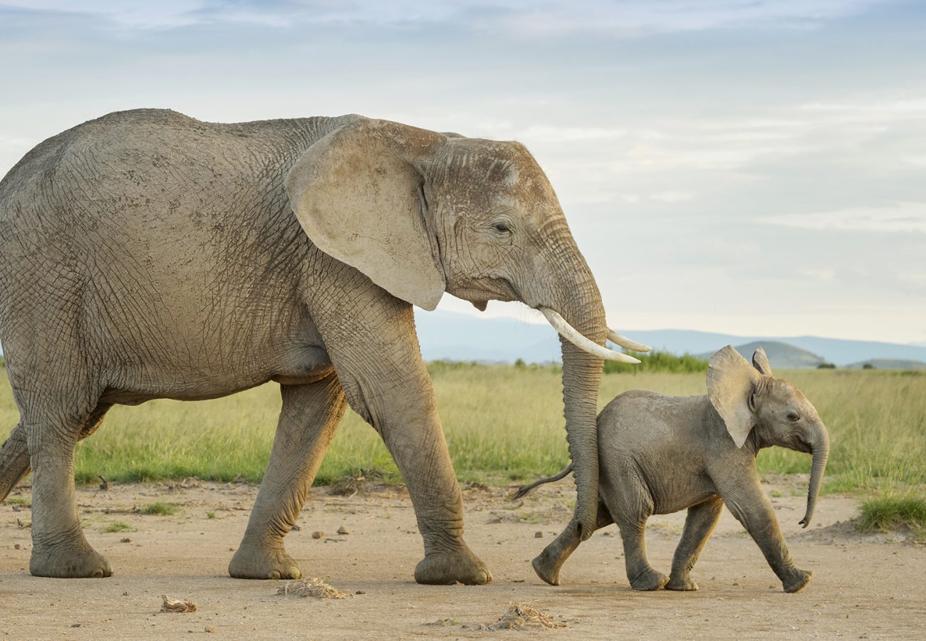 African elephant (Loxodonta africana) and calf walking in grassland, calf pushed by mother, Amboseli national park, Kenya.