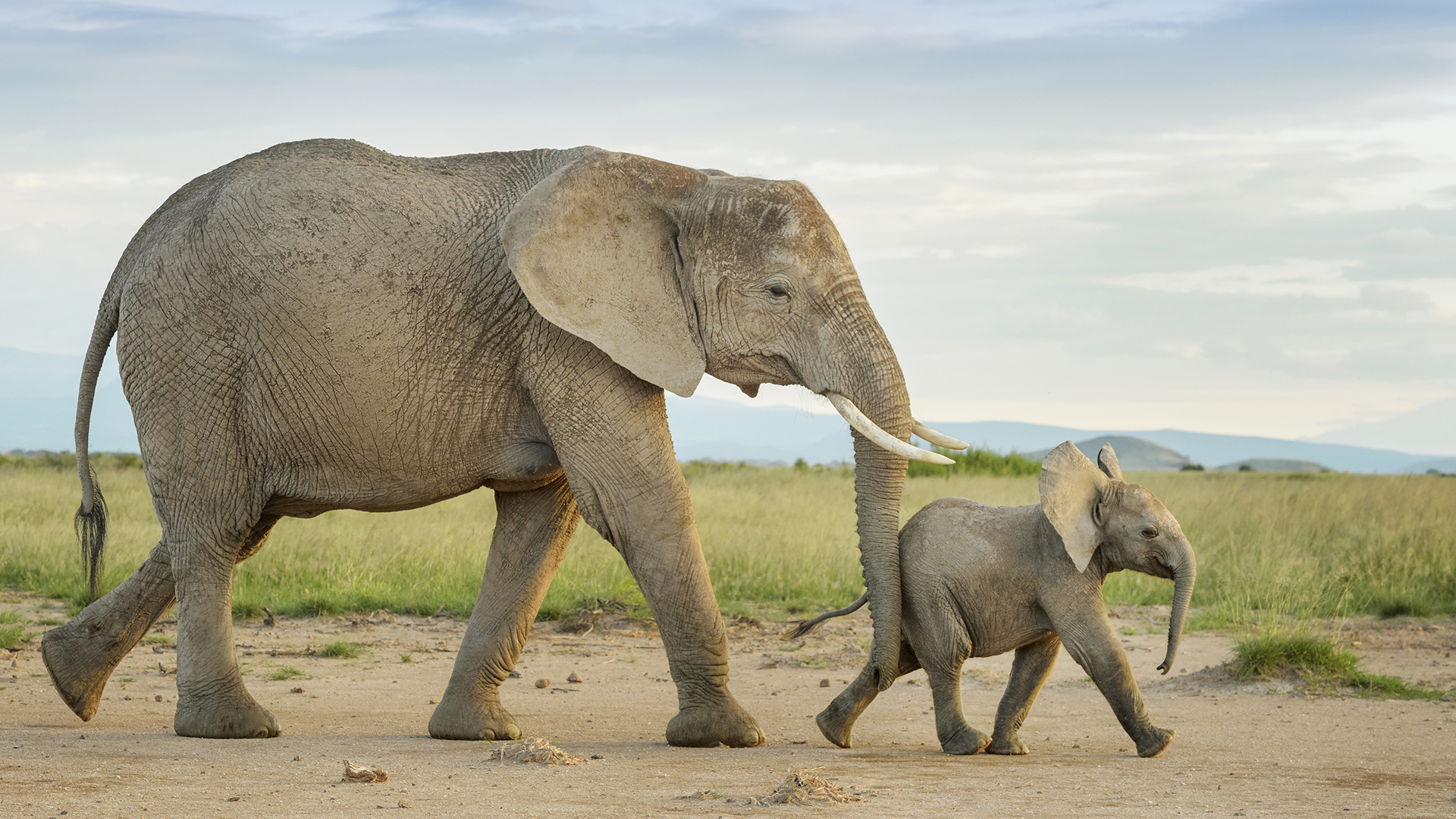 African elephant (Loxodonta africana) and calf walking in grassland, calf pushed by mother, Amboseli national park, Kenya.