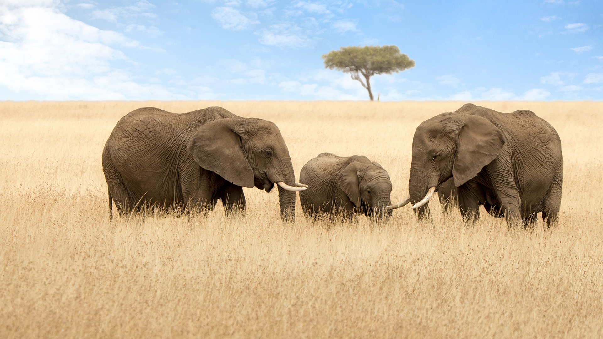 Elephant group in the red-oat grass of the Masai Mara. Two adult females with a calf in open expanse of grassland with acacia trees.