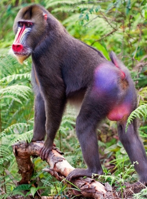 A mandrill monkey in Cameroon