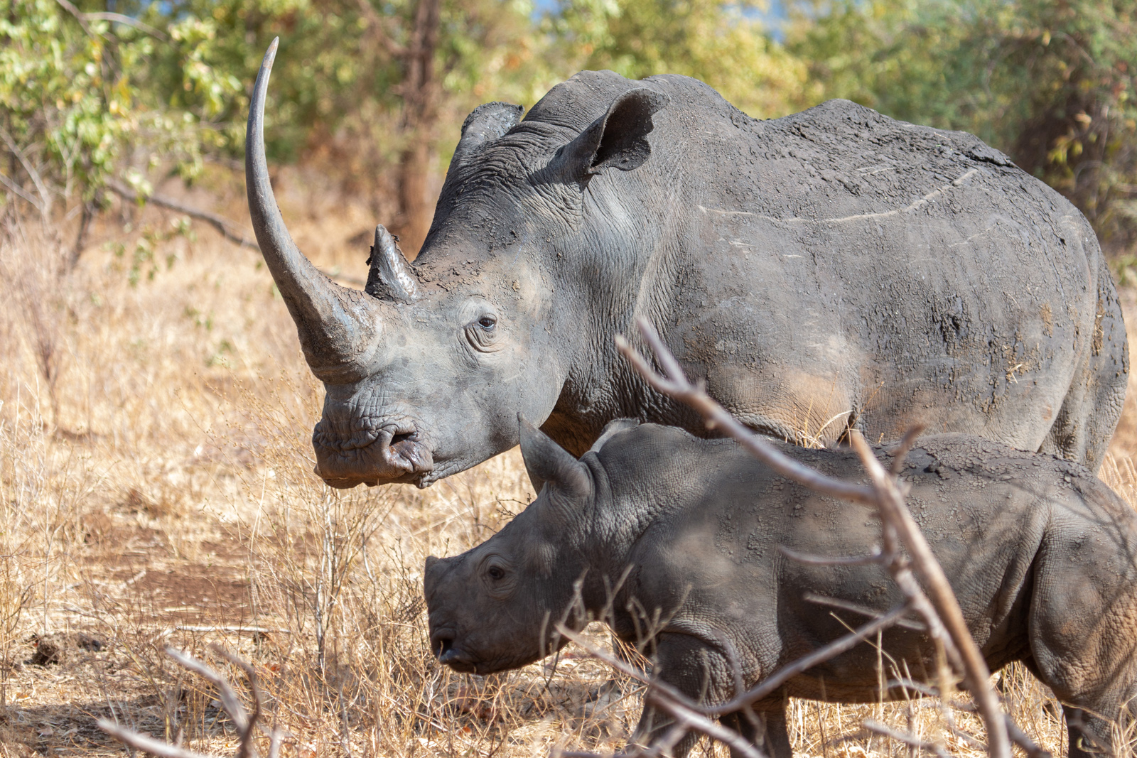 Here are our top 10 facts about rhinos
