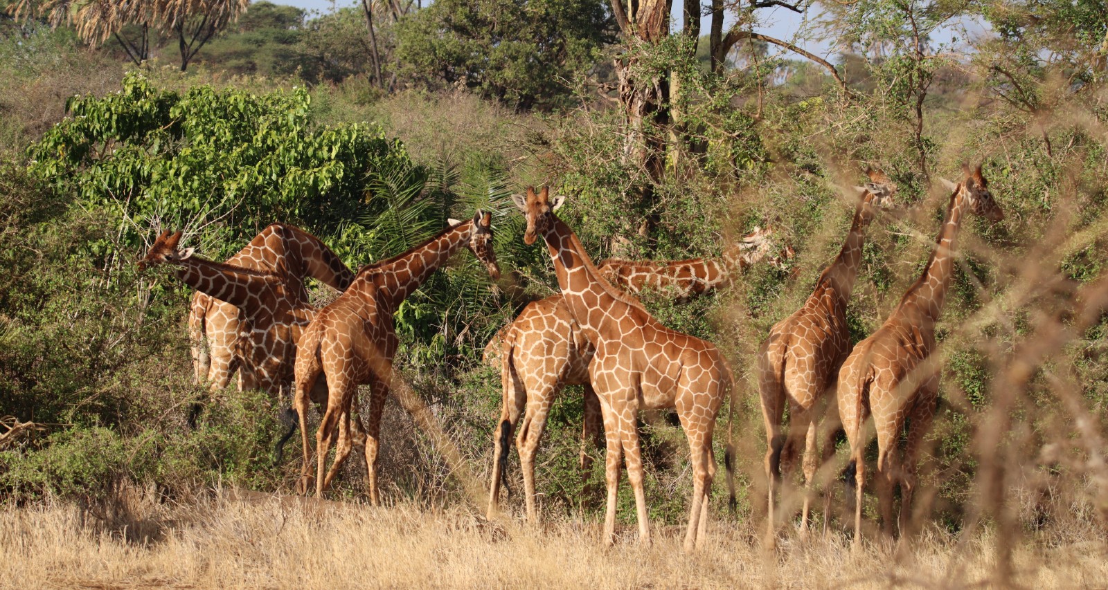 A herd of seven giraffes eating leaves from trees