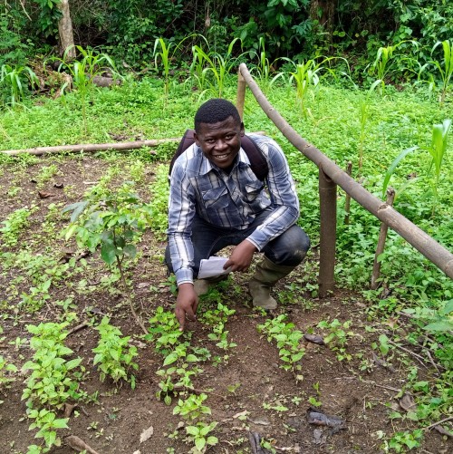 Tekou Ngunte Herve working in the field