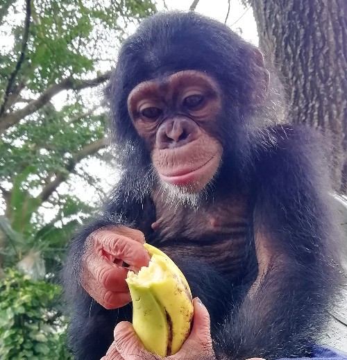 A baby chimp is peeling a banana