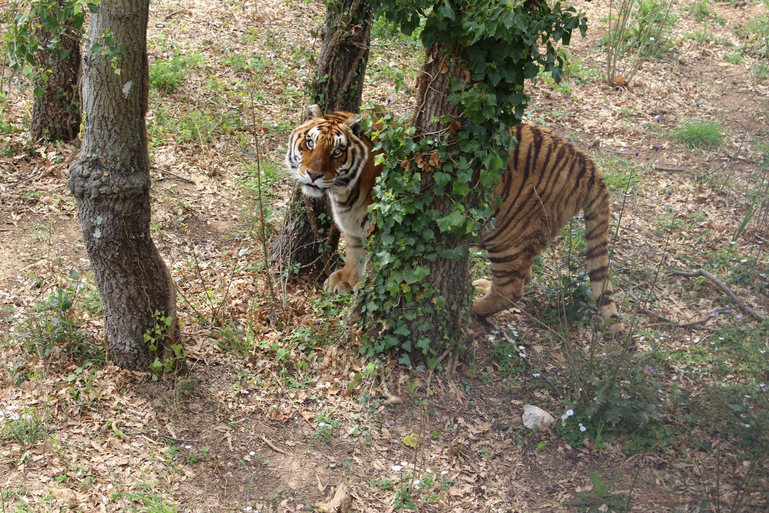 Sandro strolling around Animanatura Sanctuary and catches the camera.