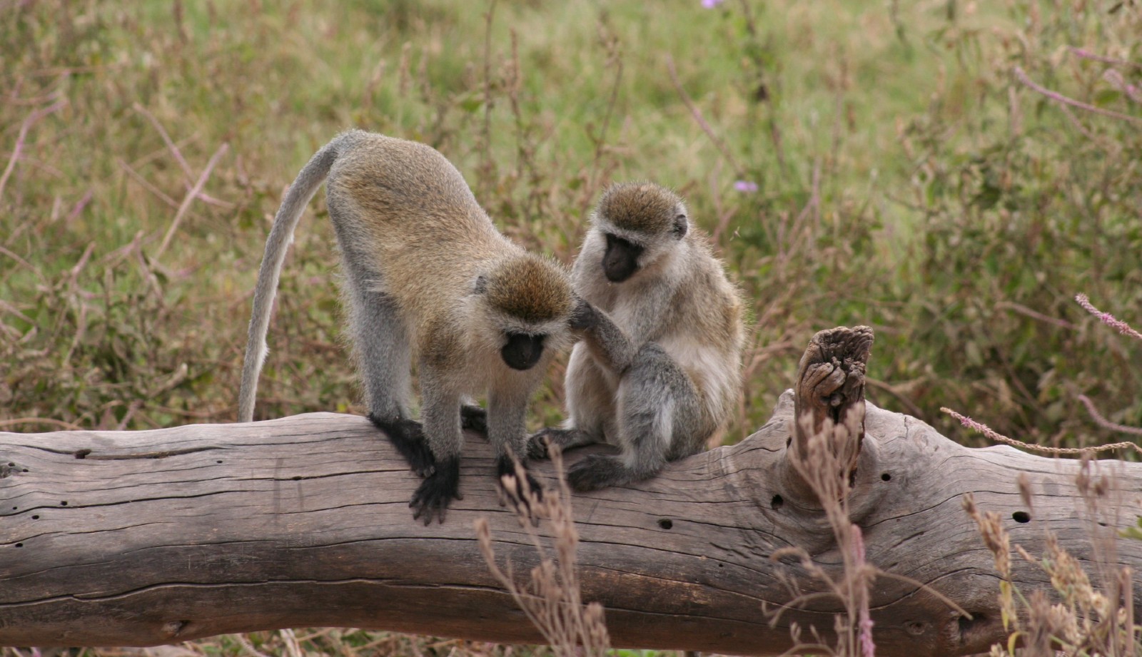 Monkey rescue in Zambia - Born Free
