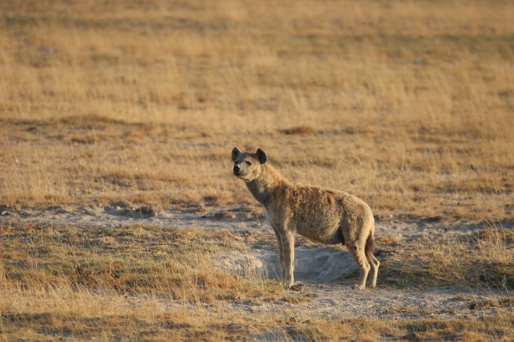 A hyena stood on a grassland, looking into the distance