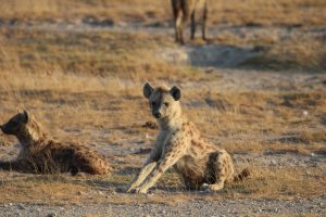 A hyena half stood up, looking towards the camera. Another hyena is lying close by, behind. 