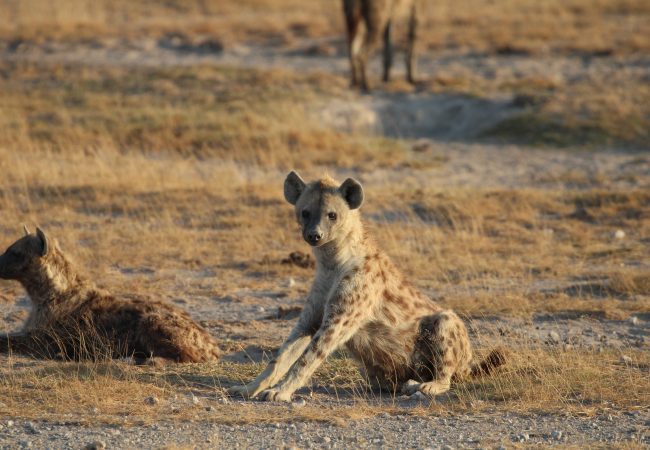 Everything you need to know about spotted hyenas - Born Free