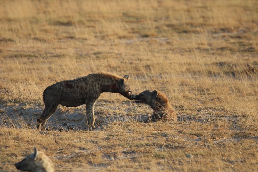 Two hyenas touching noses. One is lying down and the other is standing.