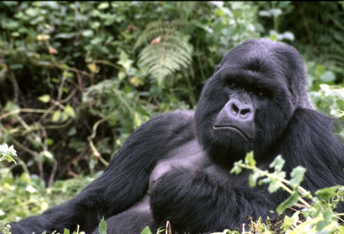 An adult gorilla sitting on the forest floor, with leaves in the foreground.