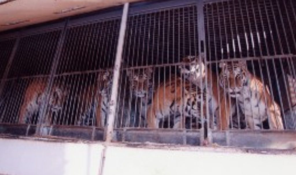 Four tigers in a metal barred cage