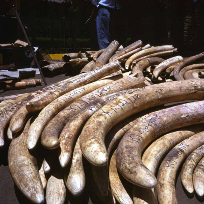 A pile of ivory tusks laid on a table