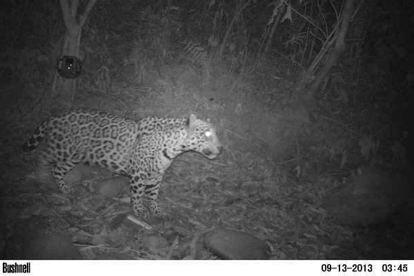 A photo of a jaguar taken by a camera trap - it's a night vision image