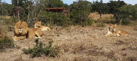 Jerry Sonja and Maggie the lions