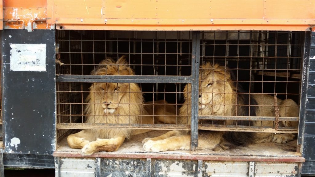 Jora and Black in a small cage before being rescued