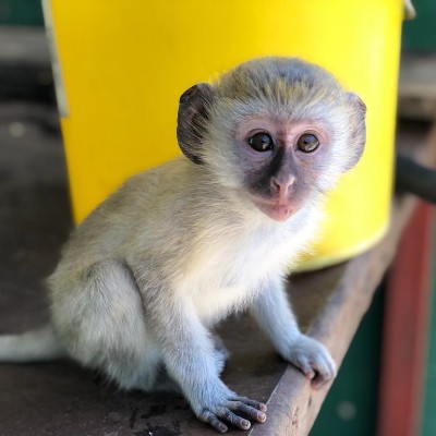 Baby vervet monkey Junior C sitting on oa wooden bench with a yellow bucket behind him. He is staring directly at the camera!