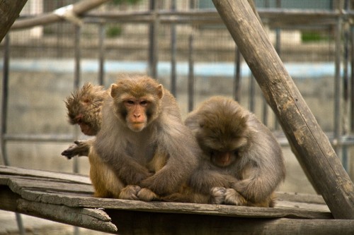 Three monkeys sitting on a wooden ledge. One monkey is looking down at its feet and the other is looking directly at the camera. At Kabul Zoo.
