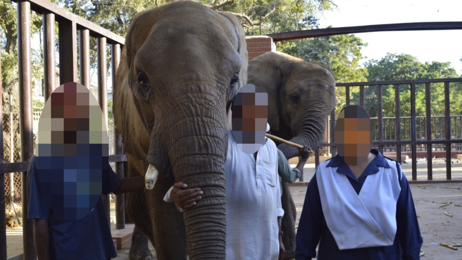 The elephant Noor Jehan at Karachi Zoo with people stood either side with blurred out faces