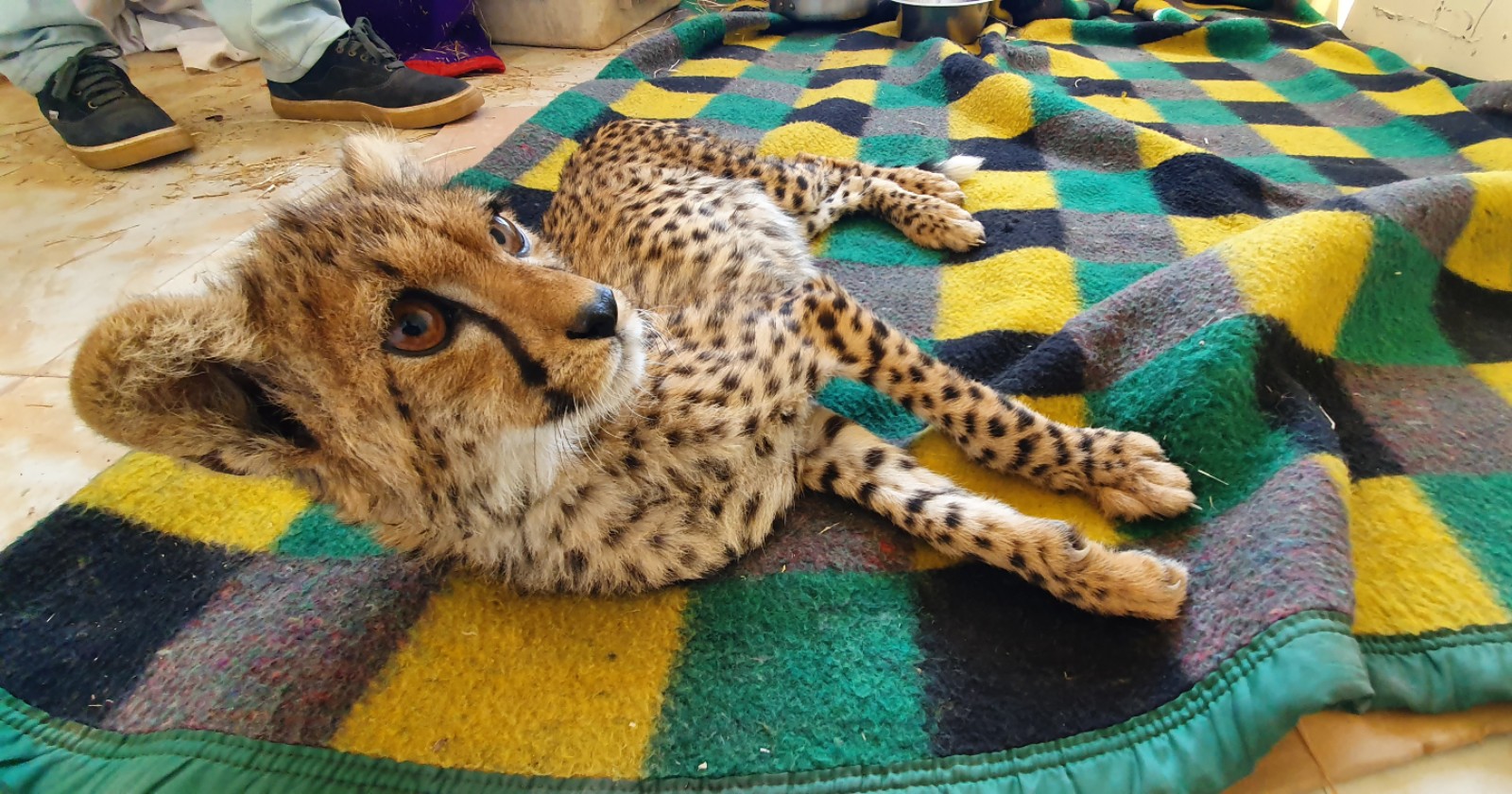A photo of a young cheetah lying on a green, black and yellow patterned blanket.