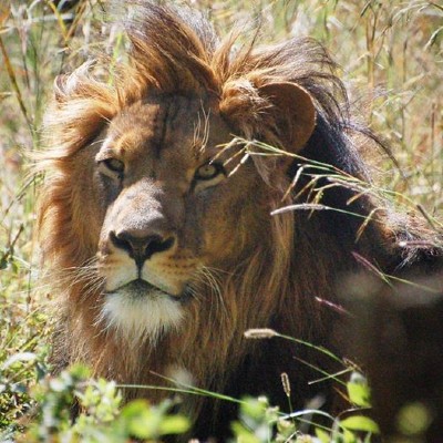 A lion with a magnificent mane lying in a field of long grass.