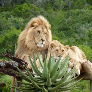 A lion and lioness snuggling together in a lush green landscape