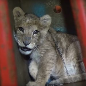 A tiny lion cub chained and inside a box