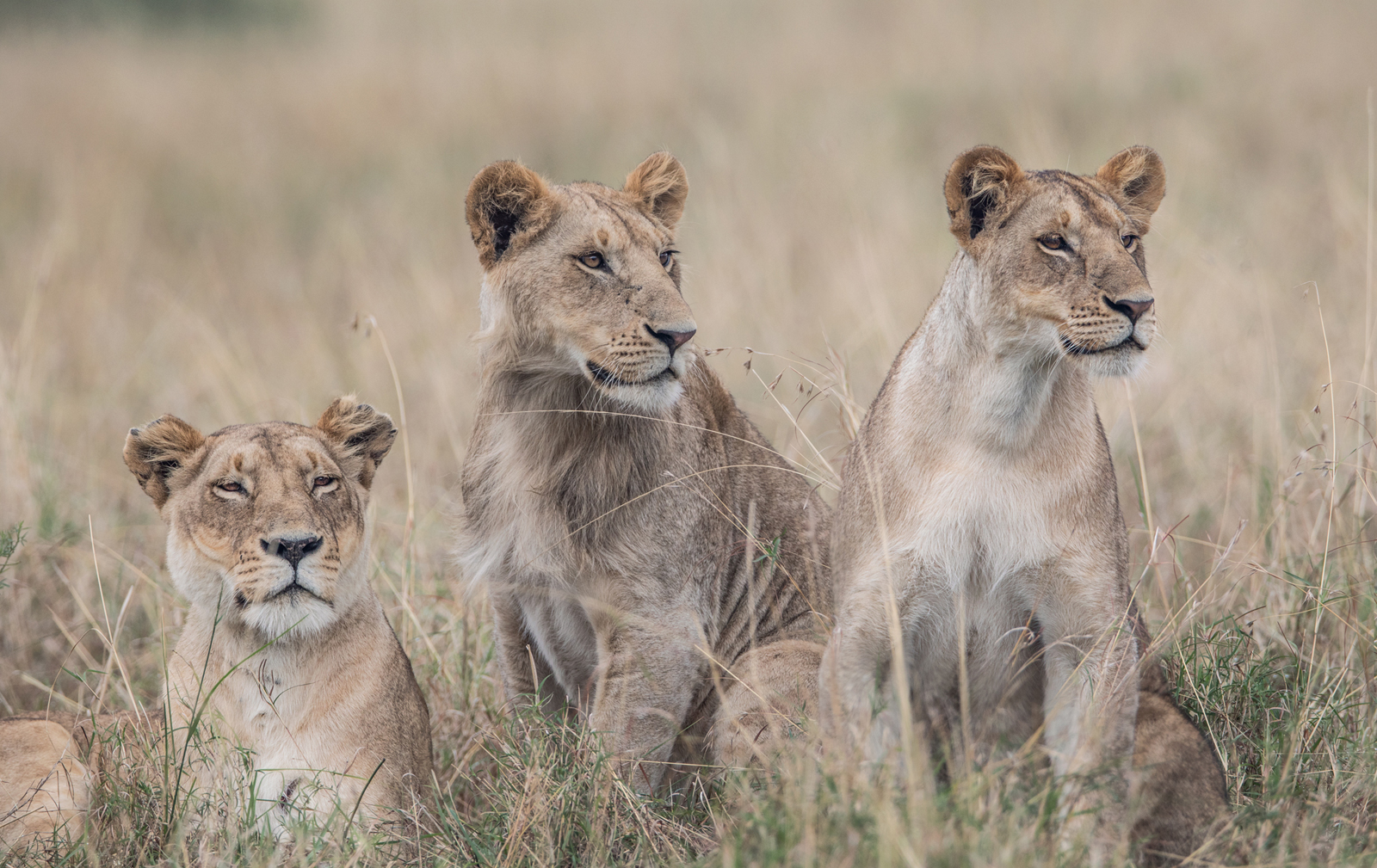 Pack of lions sitting together in the wild
