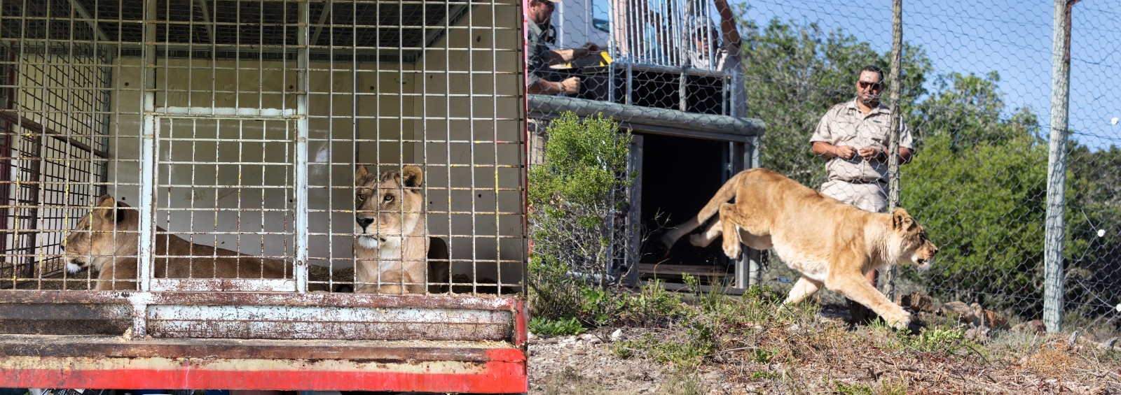 Two photos side by side. the first shows two lions lying in a rusty circus trailer; the second shows one of the lions emerging from a travelling crate into the sanctuary.