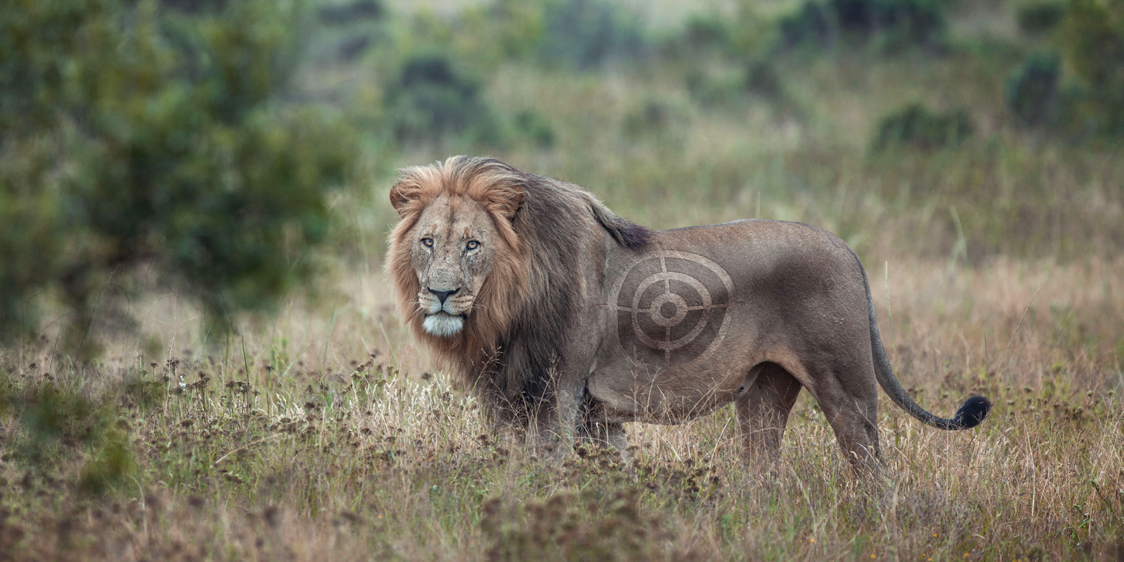 A lion standing in the middle of the Savannah, there is a target photoshopped onto the side of the lions body to depict Trophy Hunting.